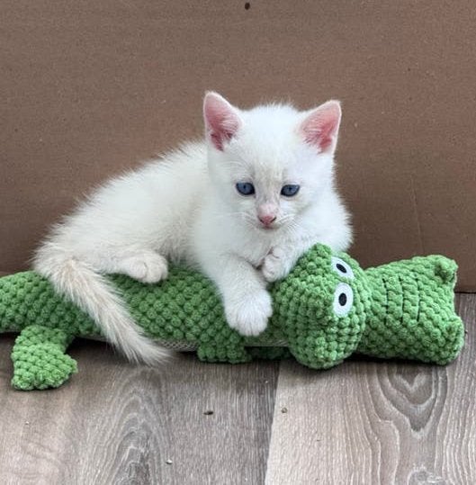 Twee witte kittens, Poes
