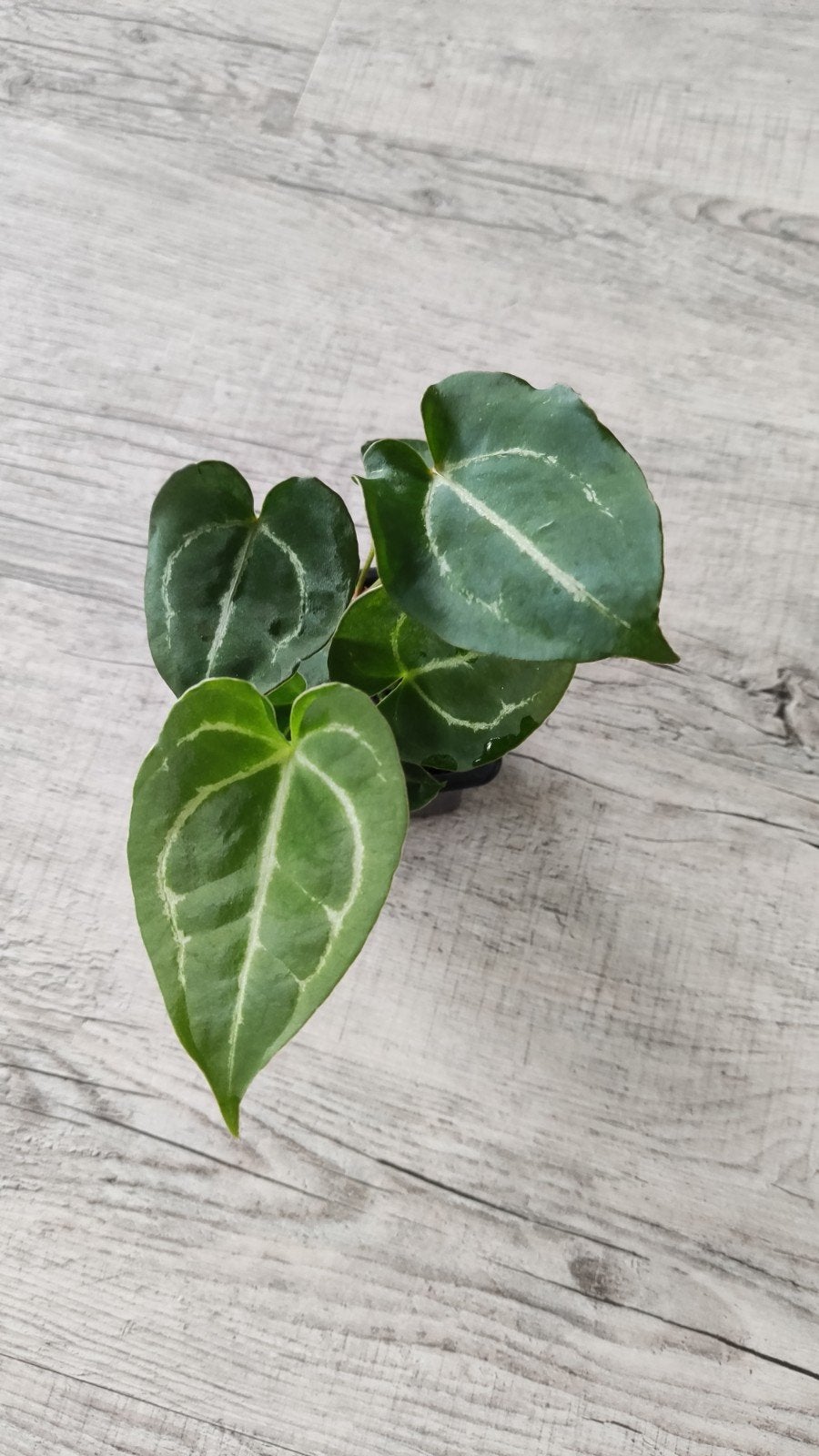 Anthurium Crystallinum x Forgetii-Gigi, Huis en Inrichting, Kamerplanten, Ophalen of Verzenden, Halfschaduw, Minder dan 100 cm