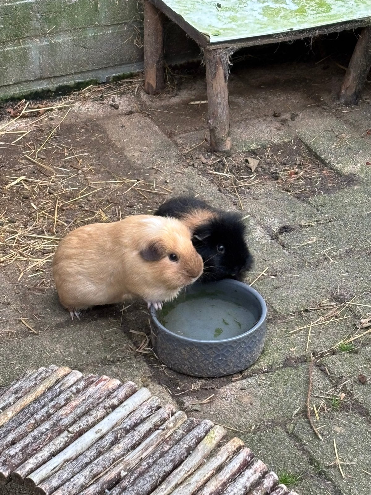 5 cavia beren, verschillende leeftijden, Dieren en Toebehoren, Cavia, Mannelijk, Januari, Tam