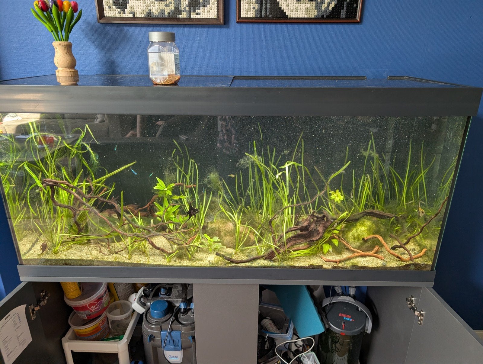 Eheim Vivaline 240 compleet aquarium, Dieren en Toebehoren, Ophalen, Inclusief toebehoren, Eheim, Gevuld zoetwateraquarium