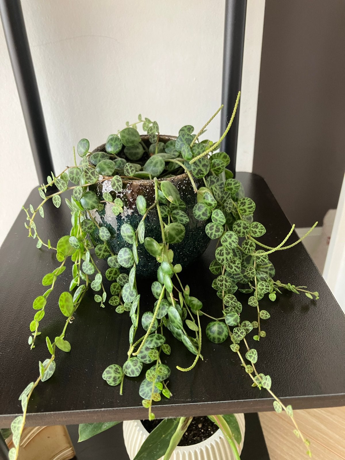 Kamerplant Lantaarnplantje (Ceropegia woodii), Huis en Inrichting, Ophalen, Overige soorten, Halfschaduw, Minder dan 100 cm
