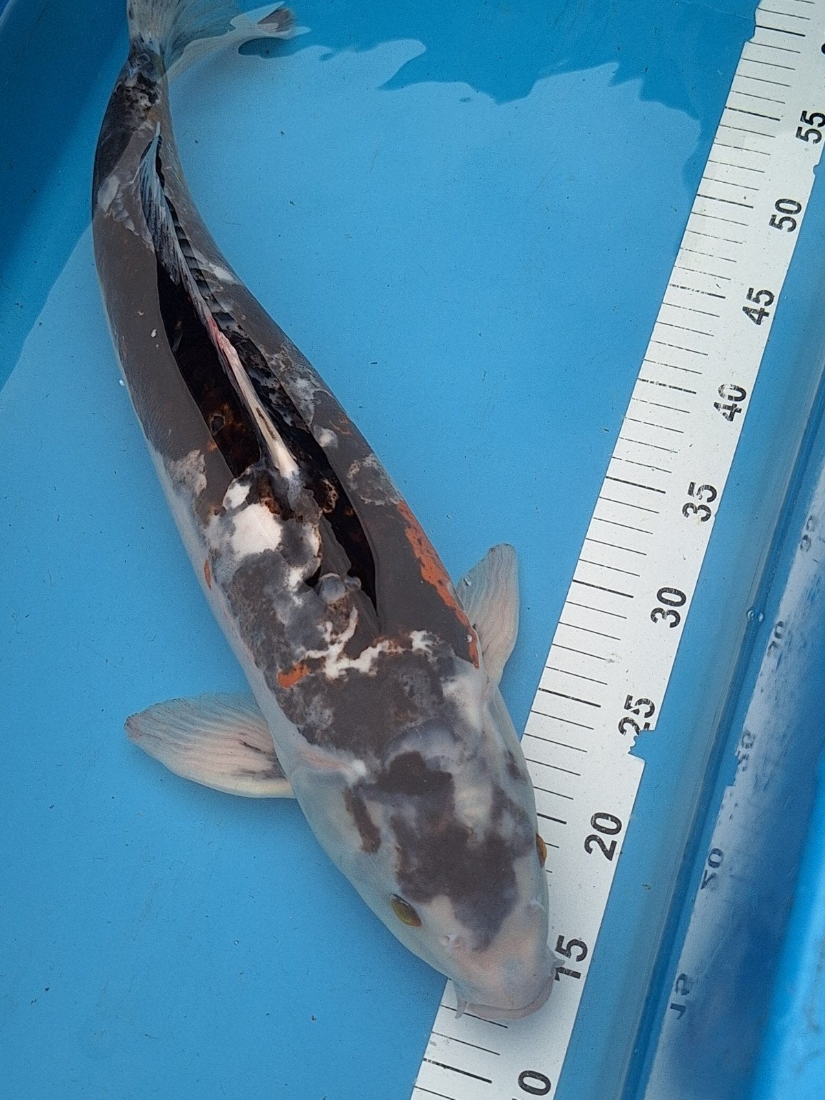Koi karper, Dieren en Toebehoren, Karper of Koi