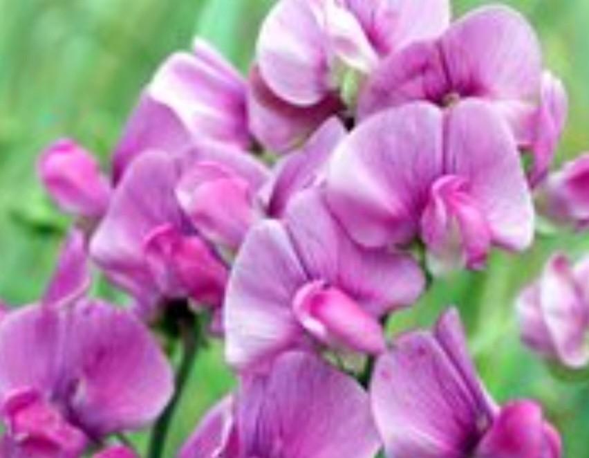 Lathyrus - Vaste Klimplant voor een Kleurrijke Tuin, Volle zon, Vaste plant, Ophalen of Verzenden, Klimplanten