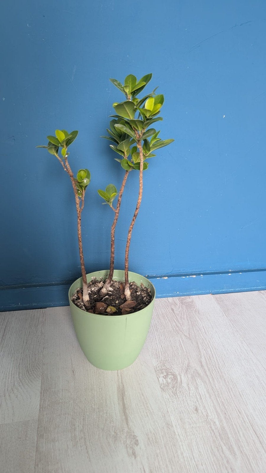 Ficus Microcarpa Ginseng - Kleine Bonsai Plant, Ophalen, Overige soorten