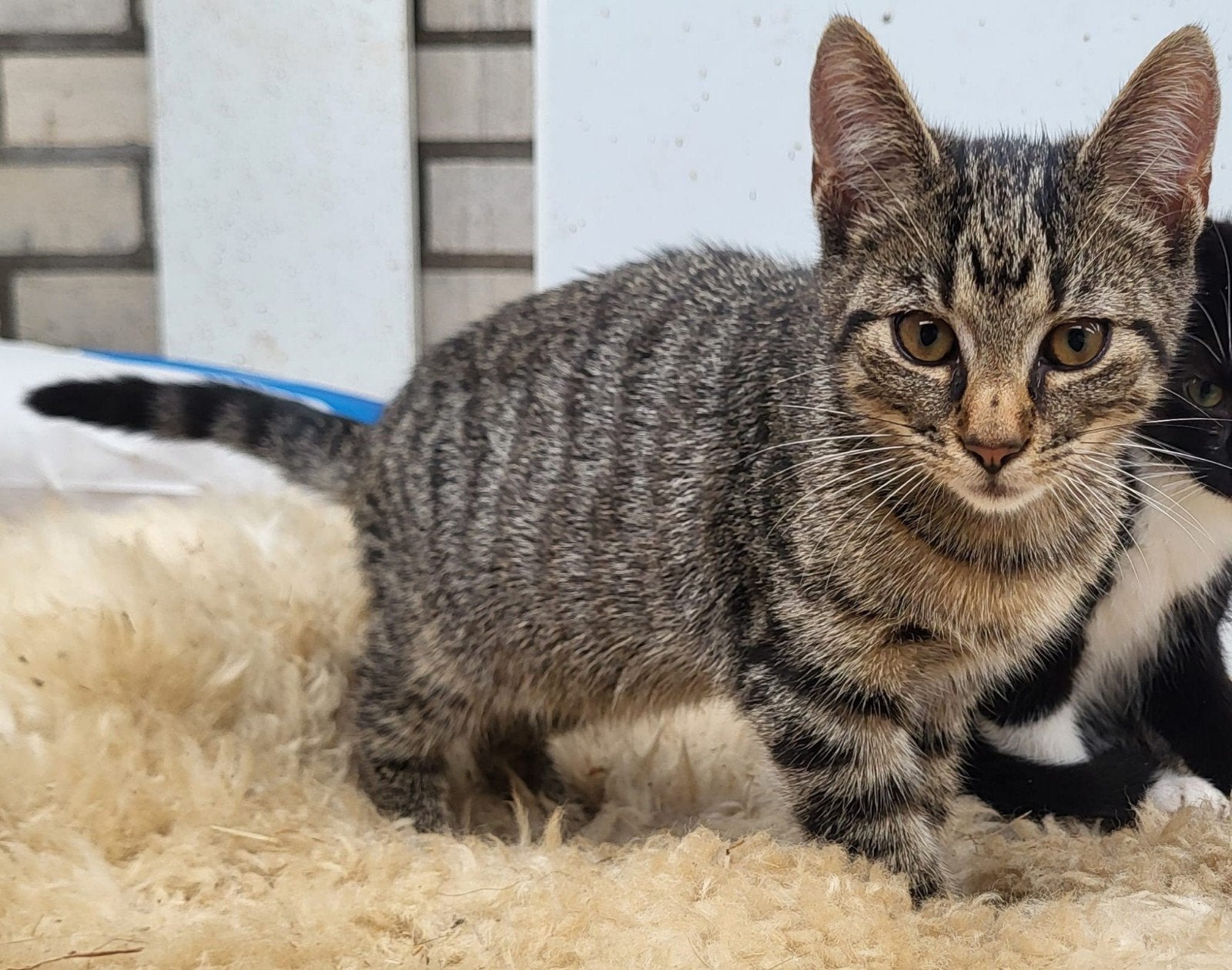 kittens te koop!, Dieren en Toebehoren, Katten en Kittens | Overige Katten, Meerdere dieren