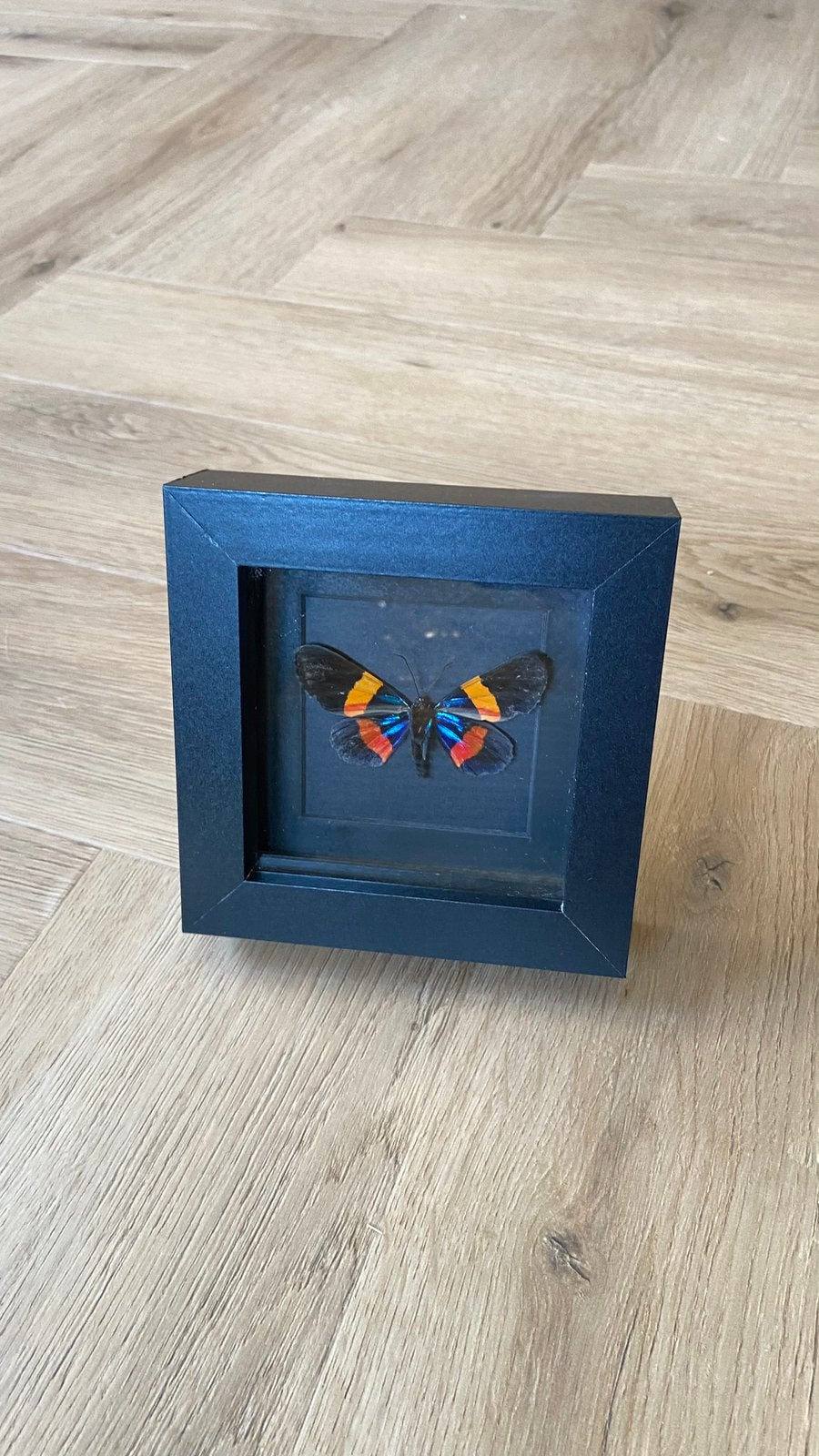 Mot opgezet taxidermie Miliona Drucei in 3d lijst, Ophalen of Verzenden, Zo goed als nieuw, Insect, Opgezet dier