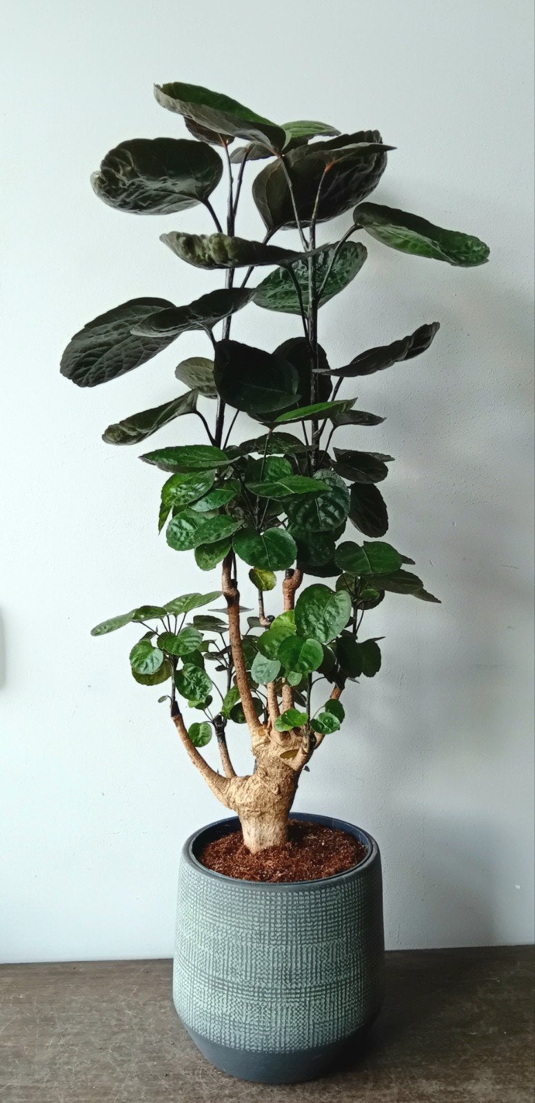 Kamerplant incl pot 80cm   polyscias boom, Huis en Inrichting, Kamerplanten, Ophalen, Overige soorten, Halfschaduw, In pot