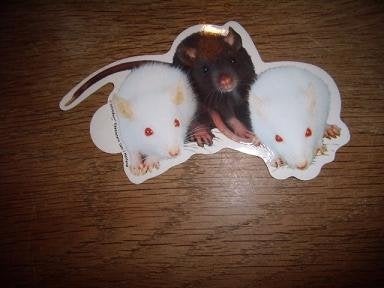 Tamme Ratten sticker 6 x 11 cm, Ophalen of Verzenden, Zo goed als nieuw, Bedrijf of Vereniging