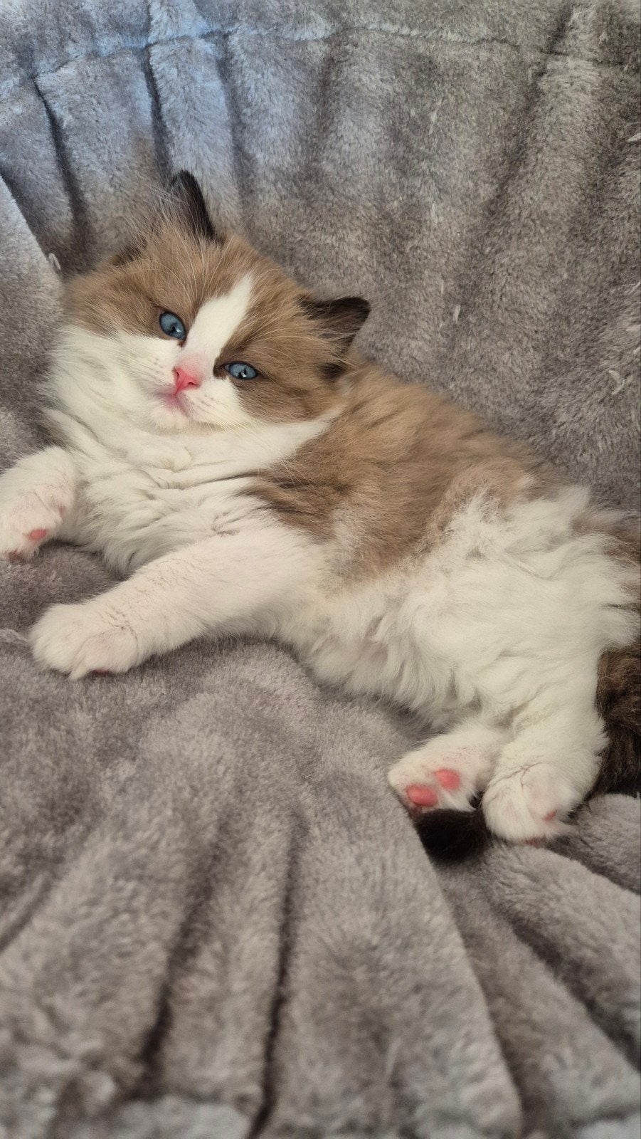 Ragdoll kitten uit geteste ouders, Dieren en Toebehoren, Poes, Gechipt, 0 tot 2 jaar