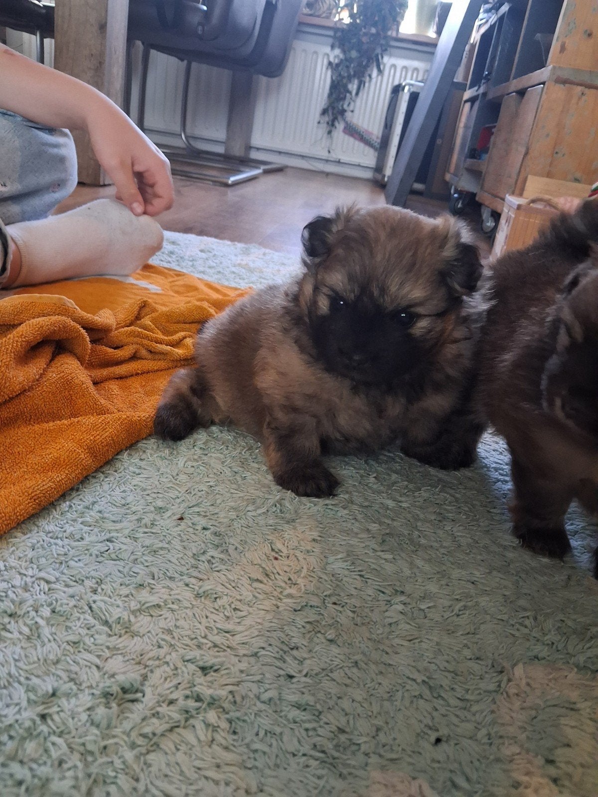 Pomeriaan reutje, Dieren en Toebehoren, Parvo, Overige rassen, 8 tot 15 weken, Meerdere