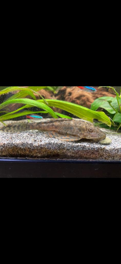 Pleco, Dieren en Toebehoren, Vissen | Aquariumvissen, Vis