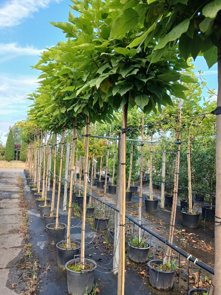 boltrompetboom, Tuin en Terras, Planten | Bomen, Overige soorten, Lente, 100 tot 250 cm, Ophalen