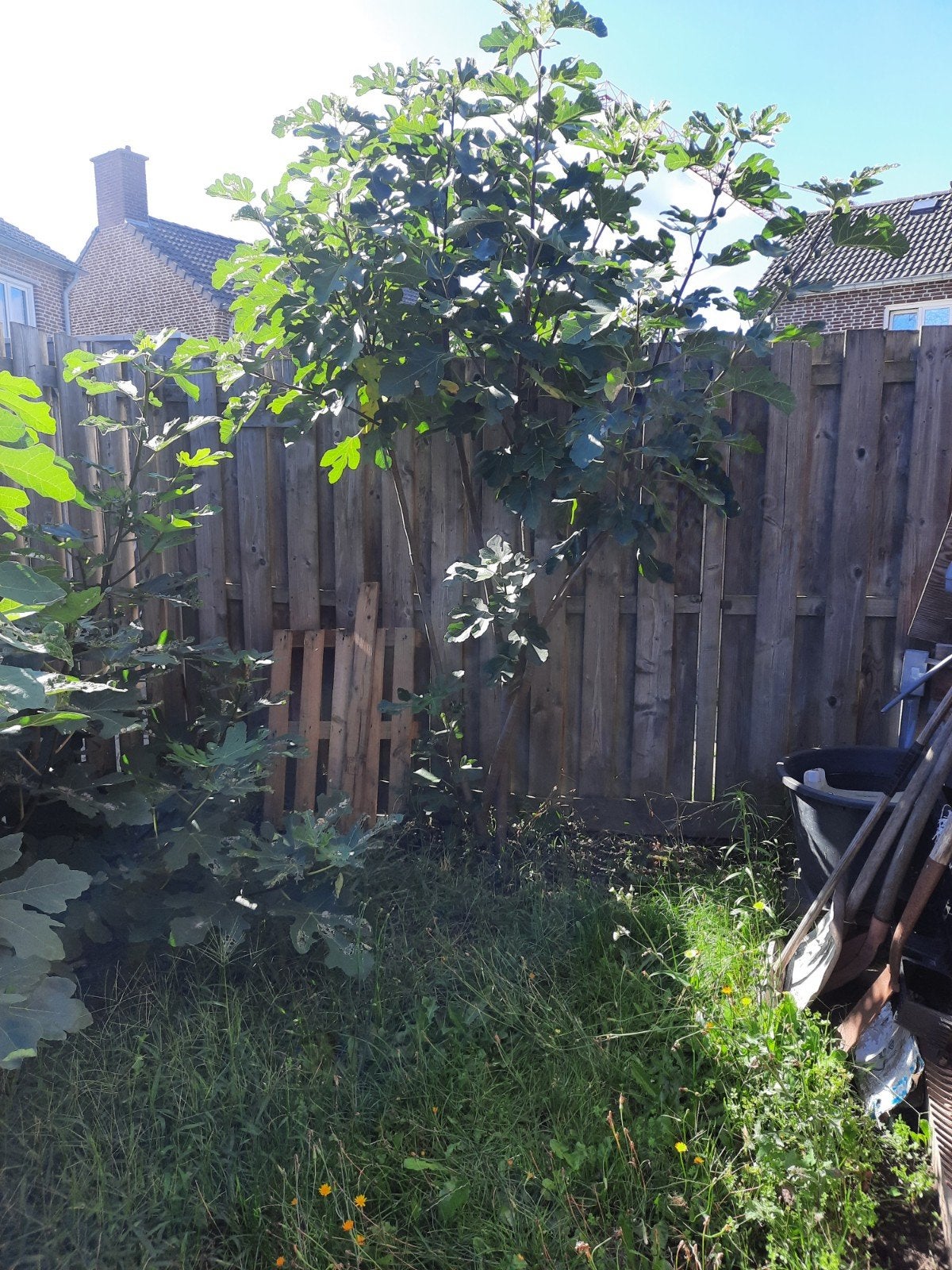 vijgen bomen te koop, Ophalen of Verzenden, Bloeit niet, Volle zon, Overige soorten