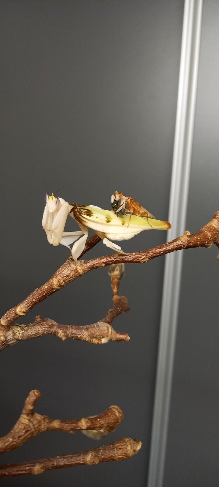 Hymenopus coronatus nimfen. (Orchidee Bidsprinkhaan), Dieren en Toebehoren