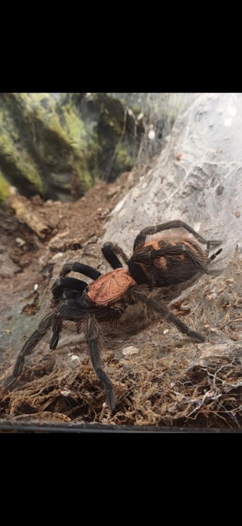 Davus pentaloris volwassen vrouw, Dieren en Toebehoren, Insecten en Spinnen, Spin of Schorpioen