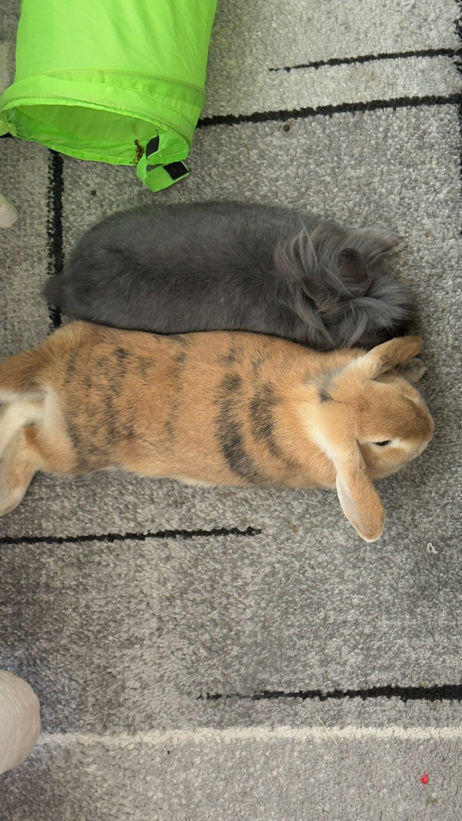 Gratis, Dieren en Toebehoren, Meerdere dieren, Dwerg, Hangoor, 0 tot 2 jaar