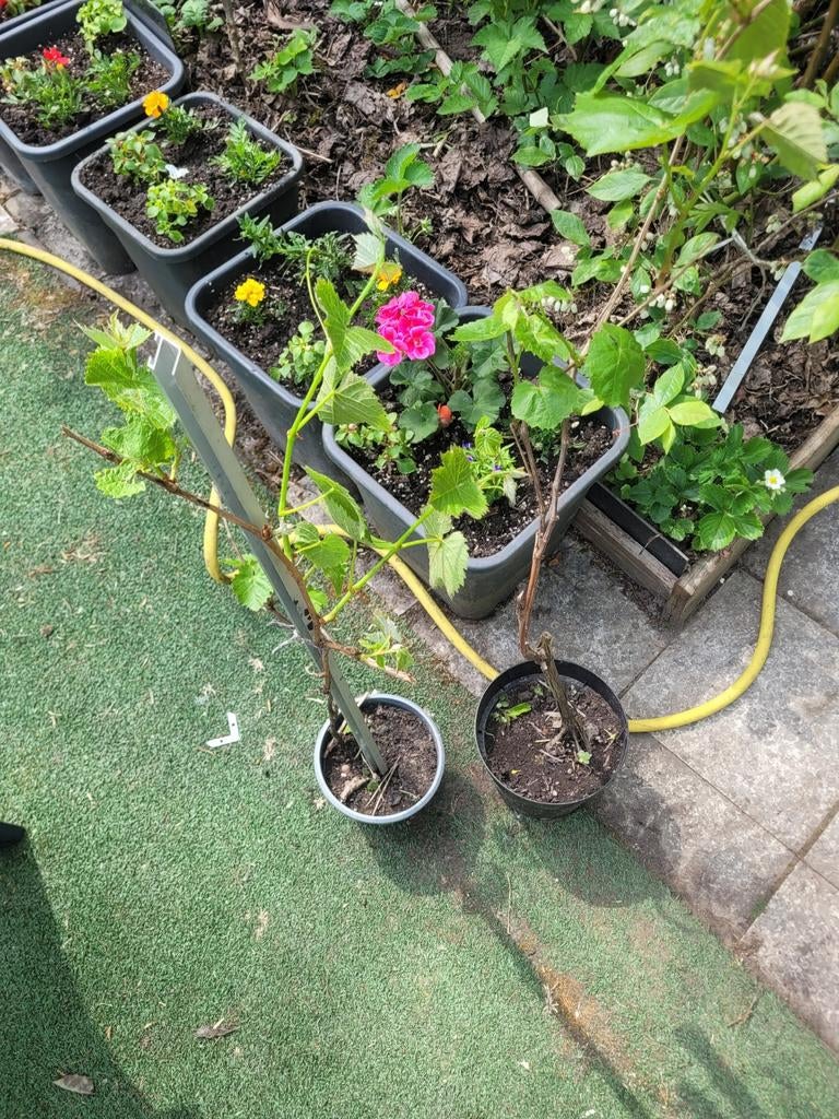 Druiven struiken, Tuin en Terras, Ophalen of Verzenden, Minder dan 100 cm, Overige soorten, Zomer