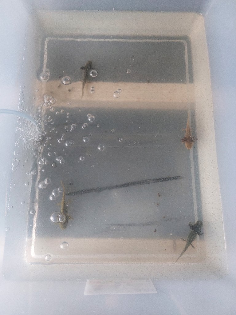 Axolotl's te koop, Dieren en Toebehoren, Amfibie, 0 tot 2 jaar