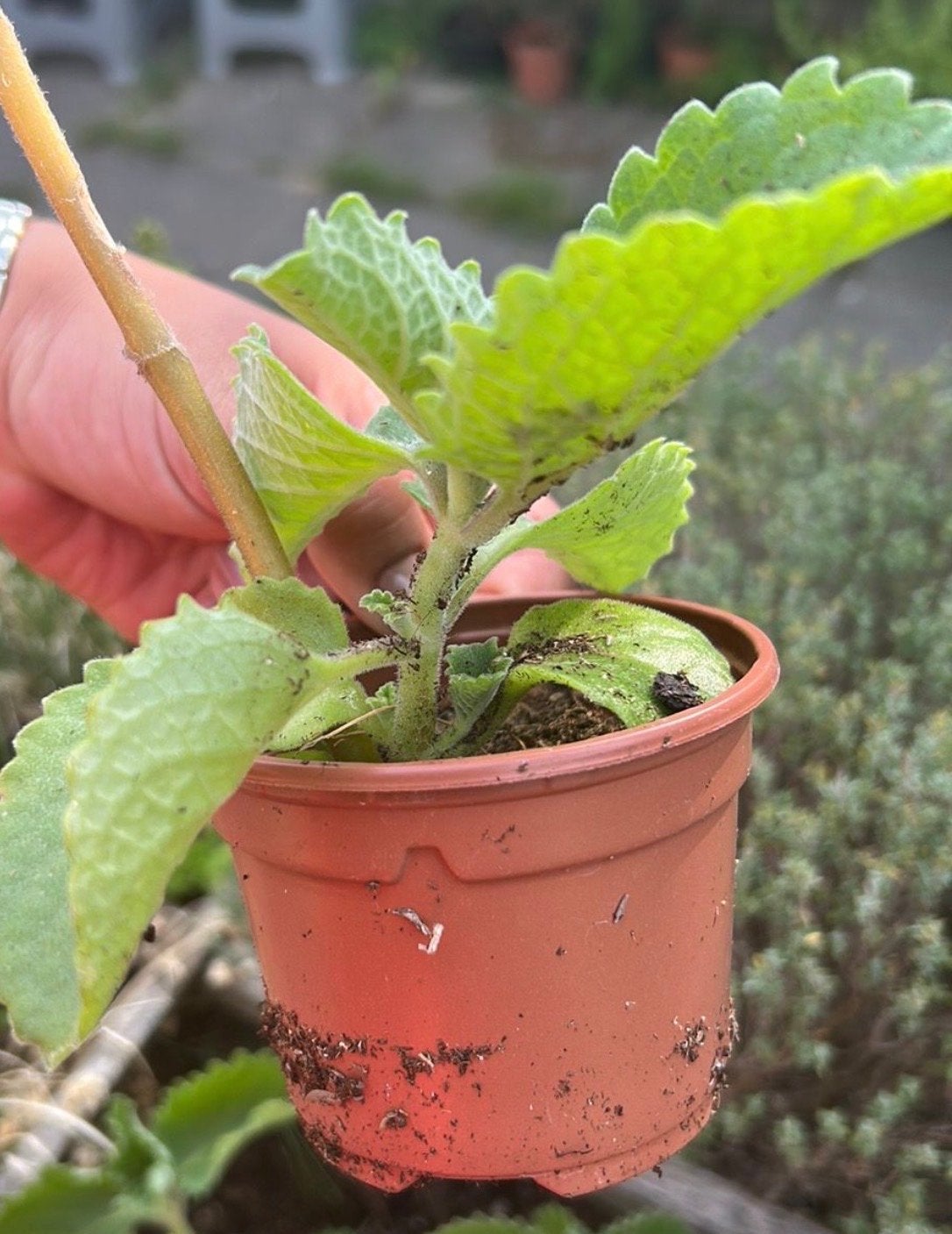 Cuban Oregano (Plectranthus amboinicus) - Oregano Poleo, Vaste plant, Ophalen of Verzenden, Bloeit niet, Halfschaduw