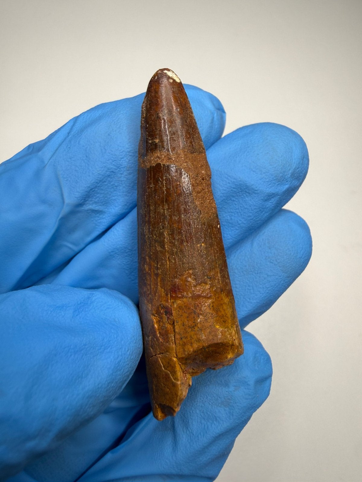 Mooie Spinosaurus tand, Ophalen of Verzenden, Fossiel