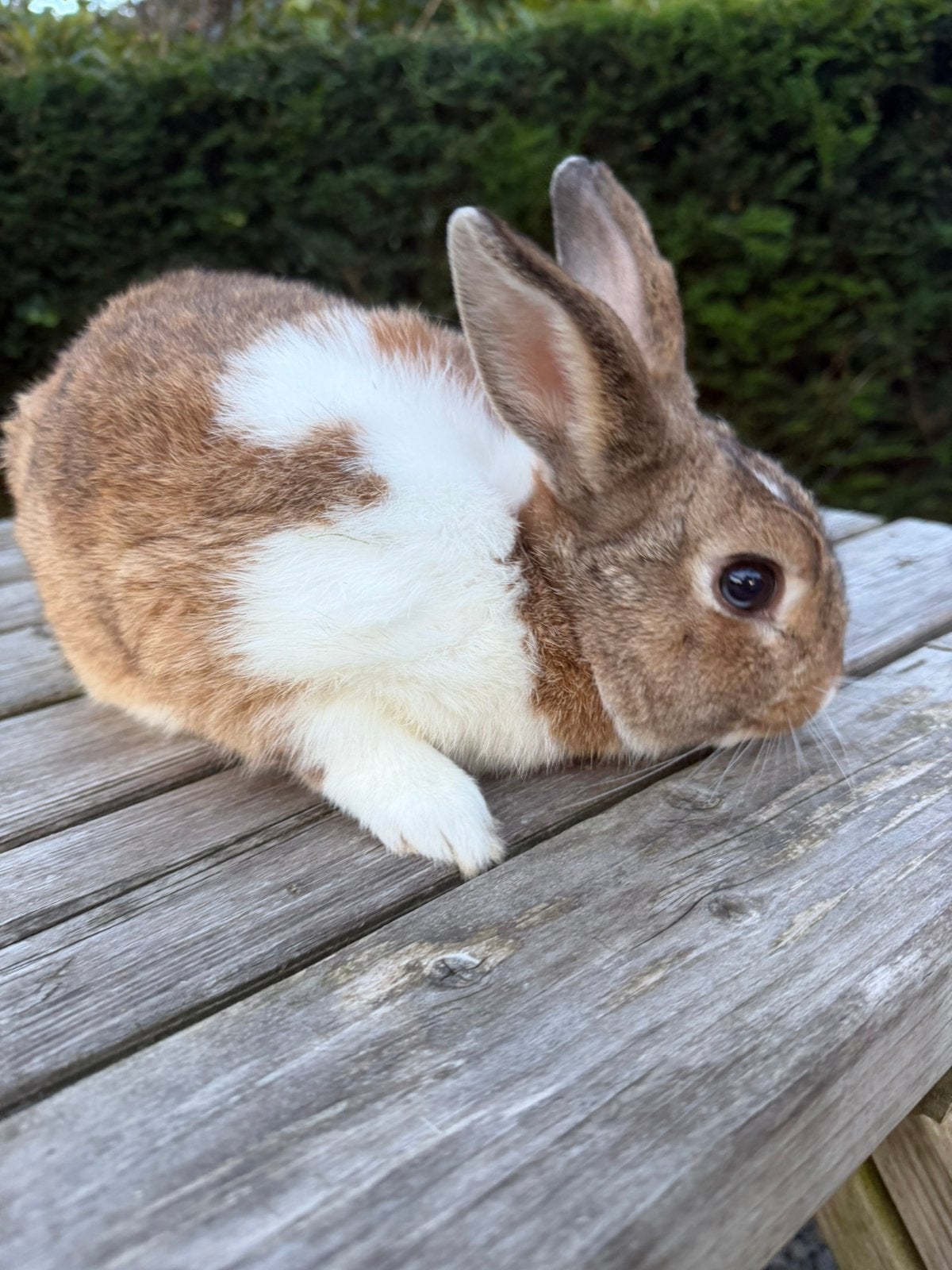 Lieve Konijnen, Mannelijk