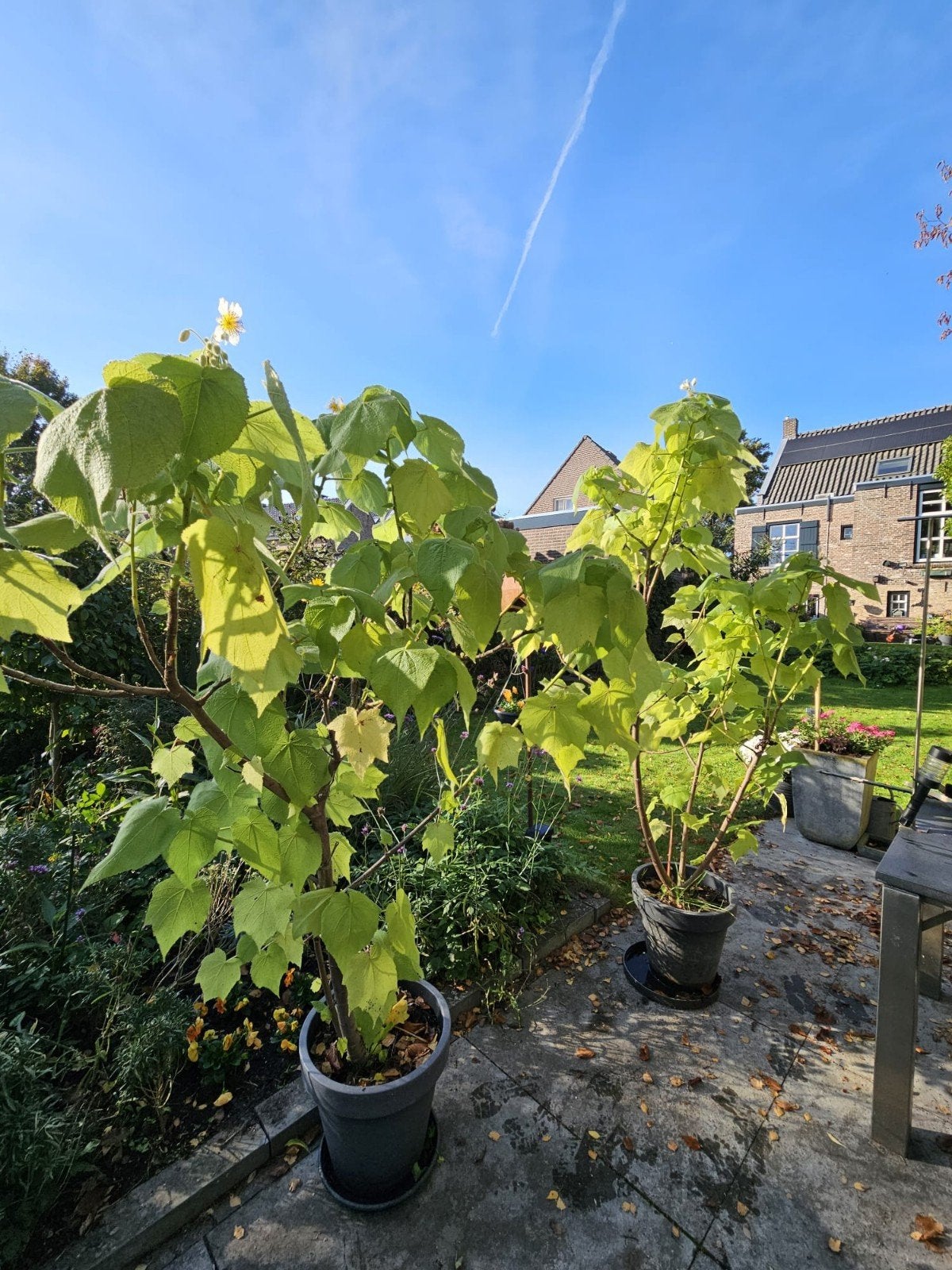 Twee grote kamerlindes van circa 2 meter hoog, Bloeiende kamerplant, Ophalen, In pot, 150 tot 200 cm