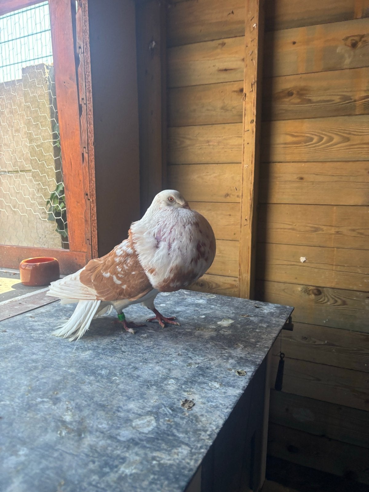 Galitano duif, Dieren en Toebehoren, Vogels | Duiven, Vrouwelijk, Kropper