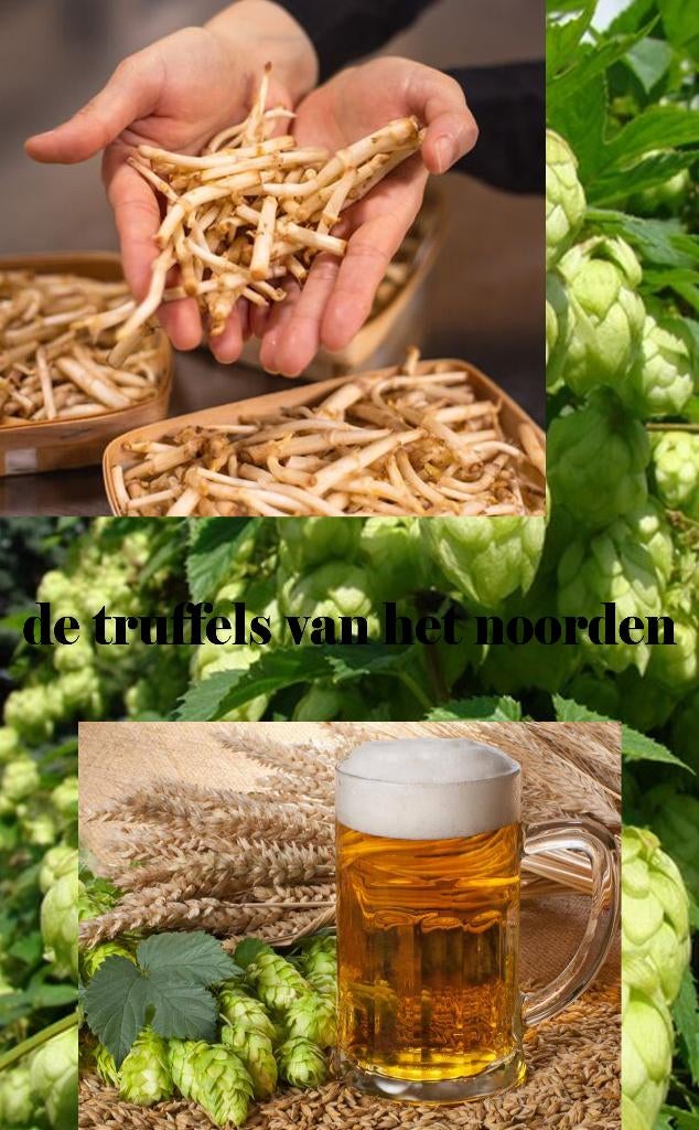 Hopplanten de Truffels van het Noorden, Vaste plant, Ophalen of Verzenden, Halfschaduw, Klimplanten