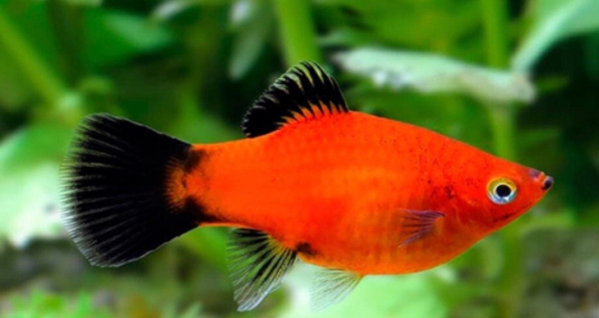 aqaurium vissen te koop - complete groep., Vis