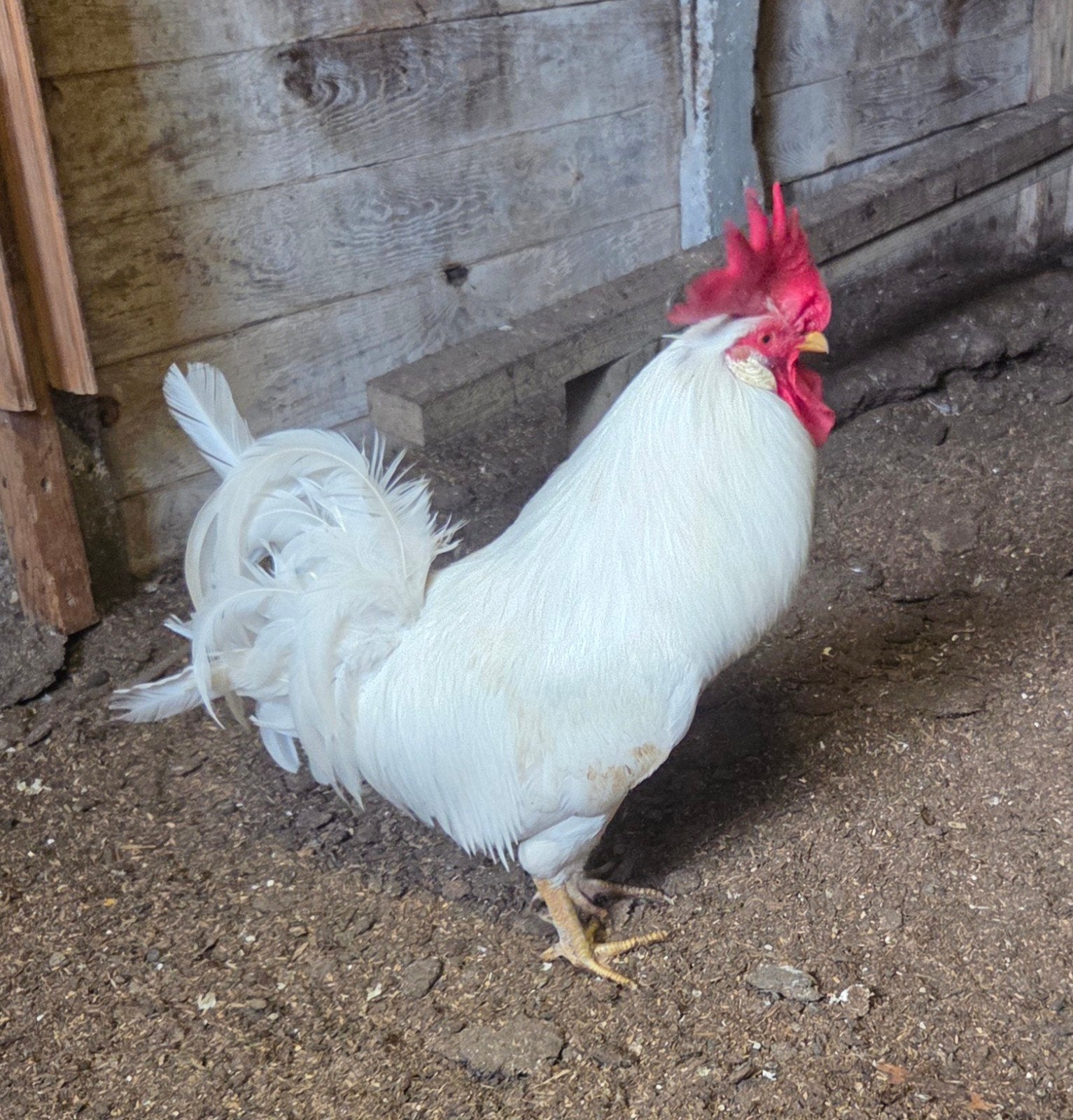 Te koop witte haan, Dieren en Toebehoren, Mannelijk, Kip