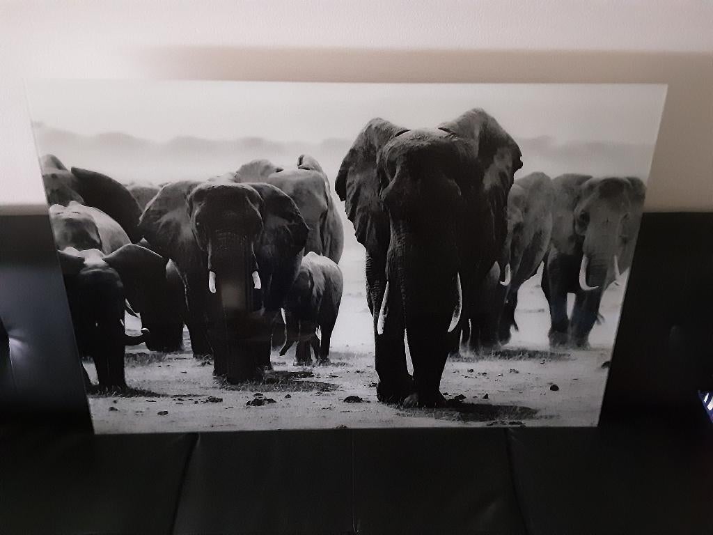 Schilderij foto op glas Olifanten savanne Afrika gloednieuw!, Ophalen of Verzenden, Nieuw, 100 tot 125 cm, Overige typen