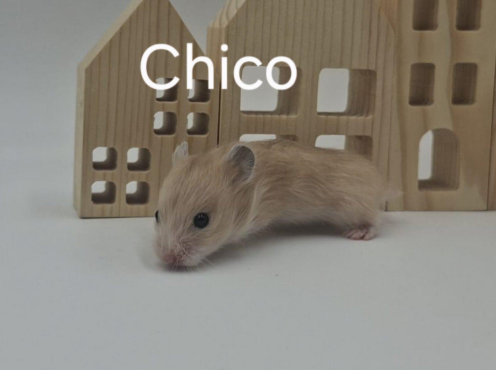 Hamster babys, Hamster, Juni, Meerdere dieren, Tam