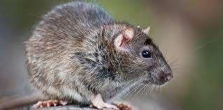 ongediertebestrijding, Muizen of Ratten