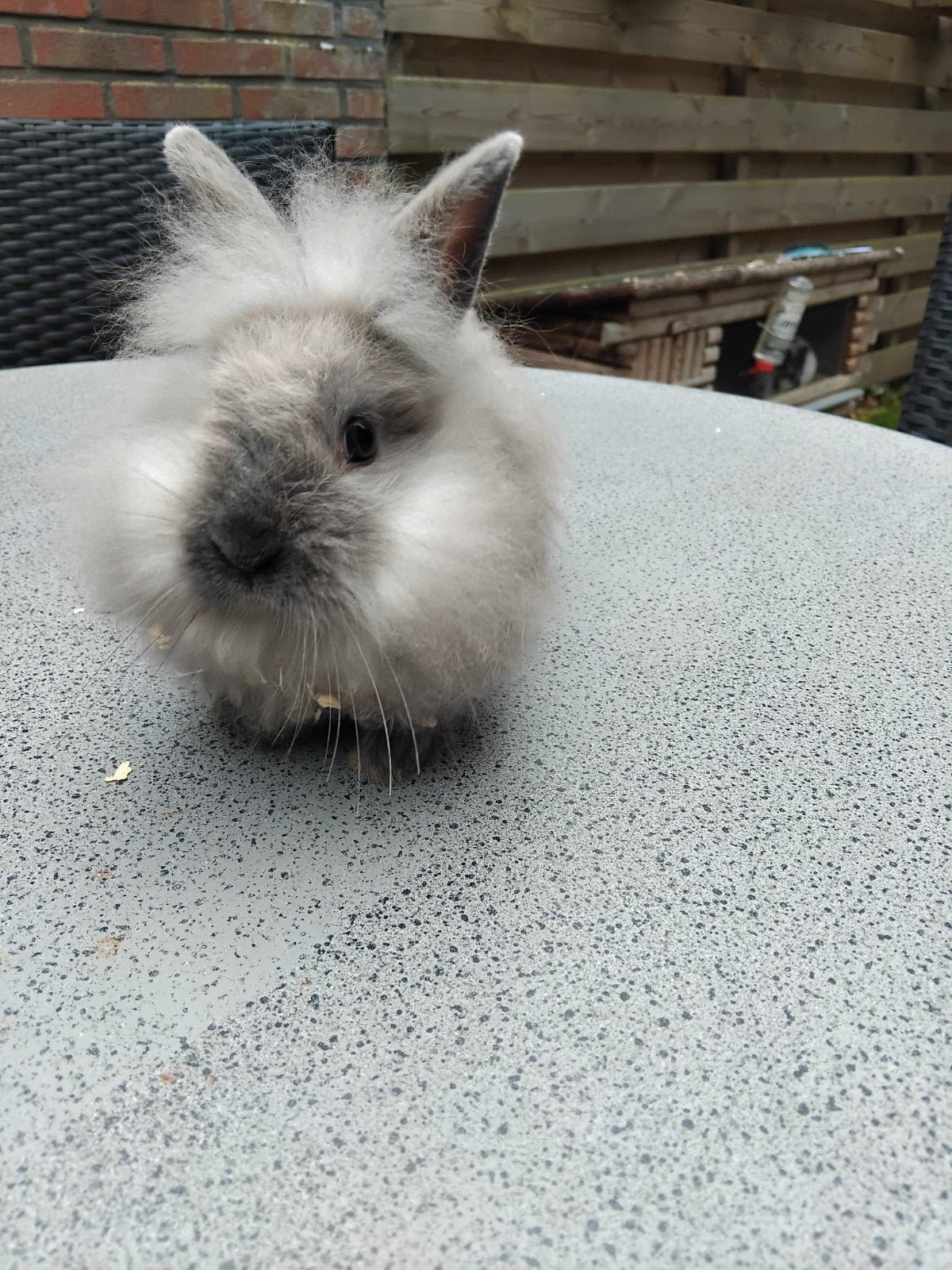 te koop teddy dwerg voedster 14 week oud, Dieren en Toebehoren, Konijnen, Vrouwelijk, Dwerg