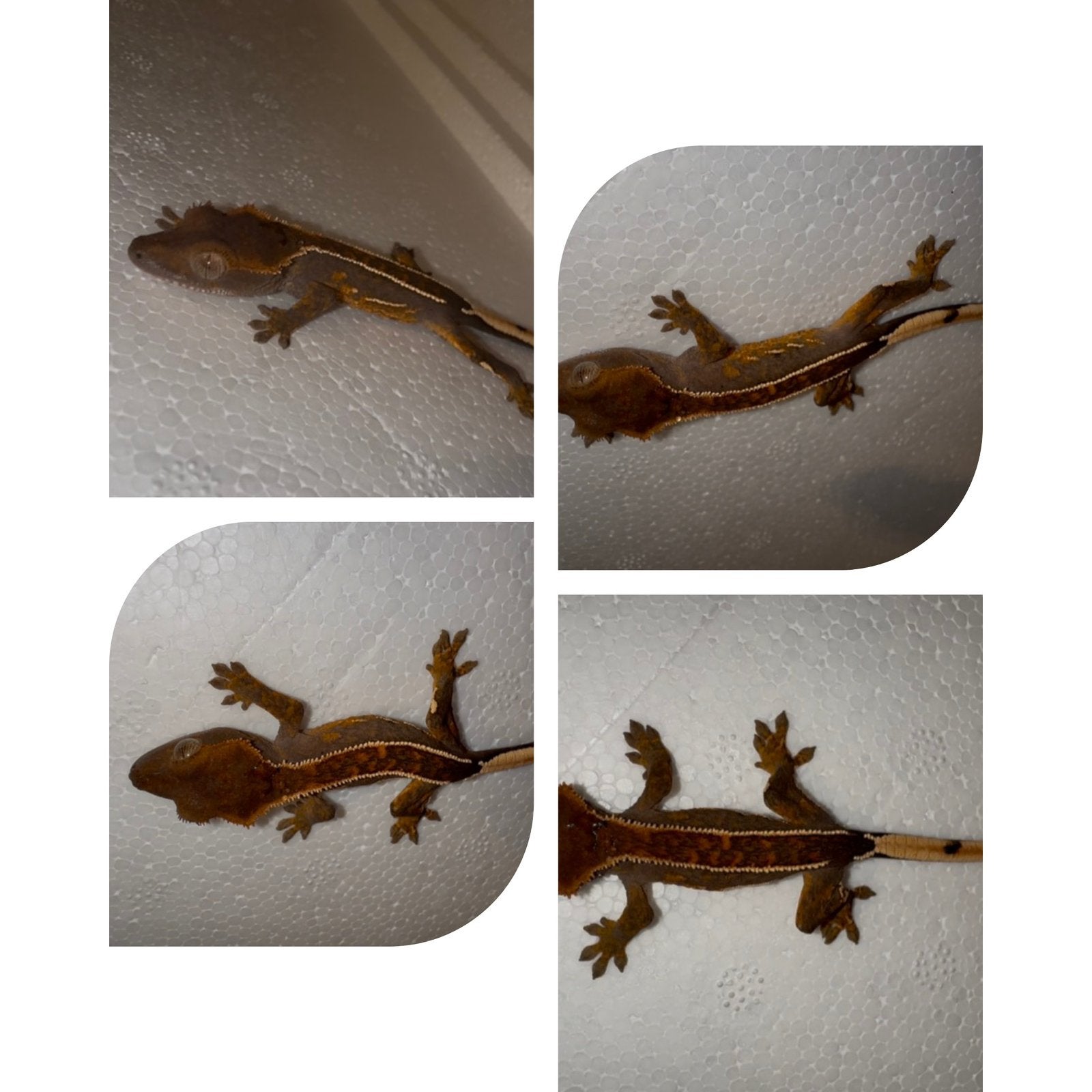 Baby Wimpergekko, Dieren en Toebehoren, Reptielen en Amfibieën, Hagedis, Tam, 0 tot 2 jaar