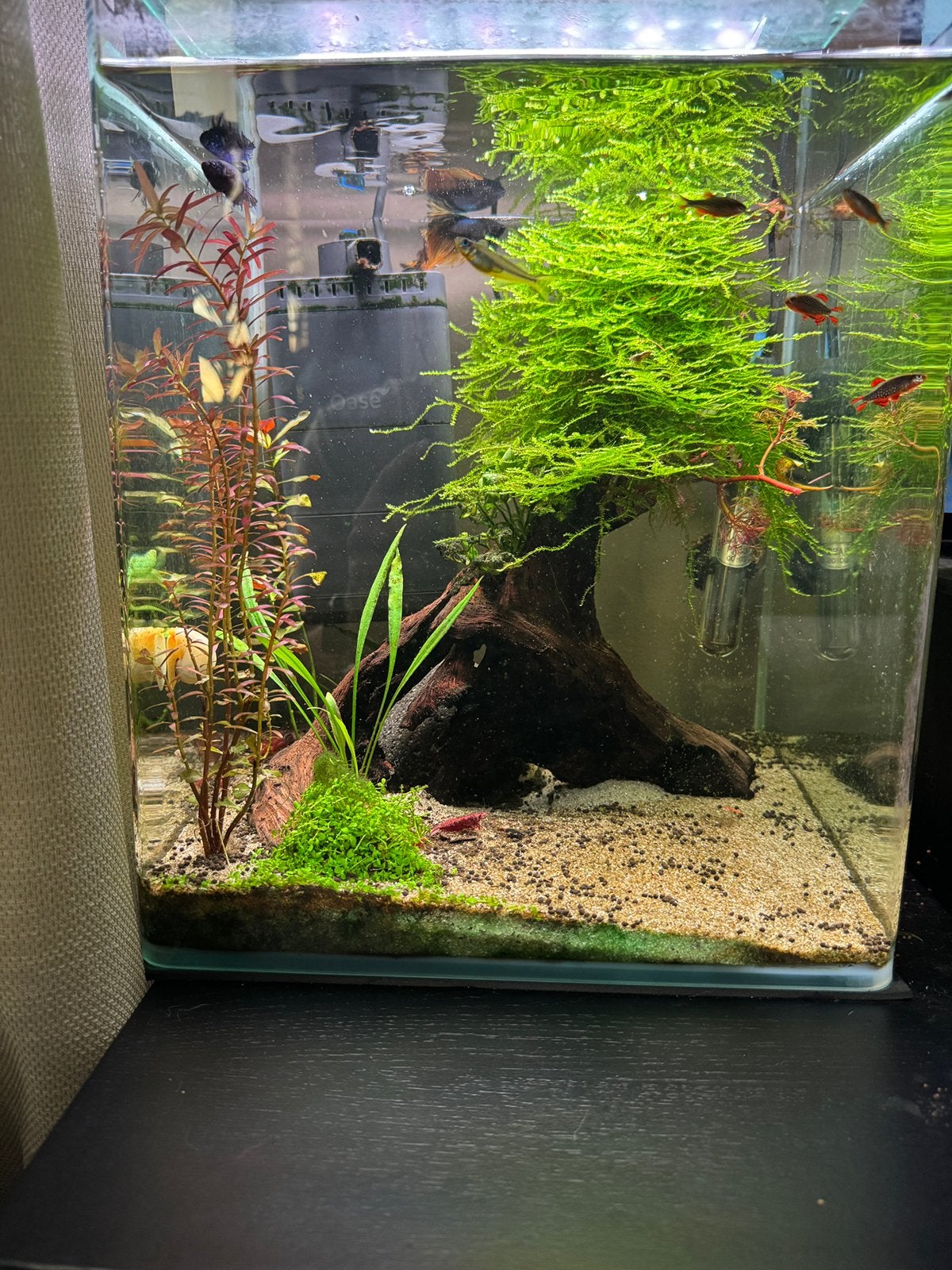 dennerle nano cube 30, Ophalen, Zo goed als nieuw, Leeg aquarium
