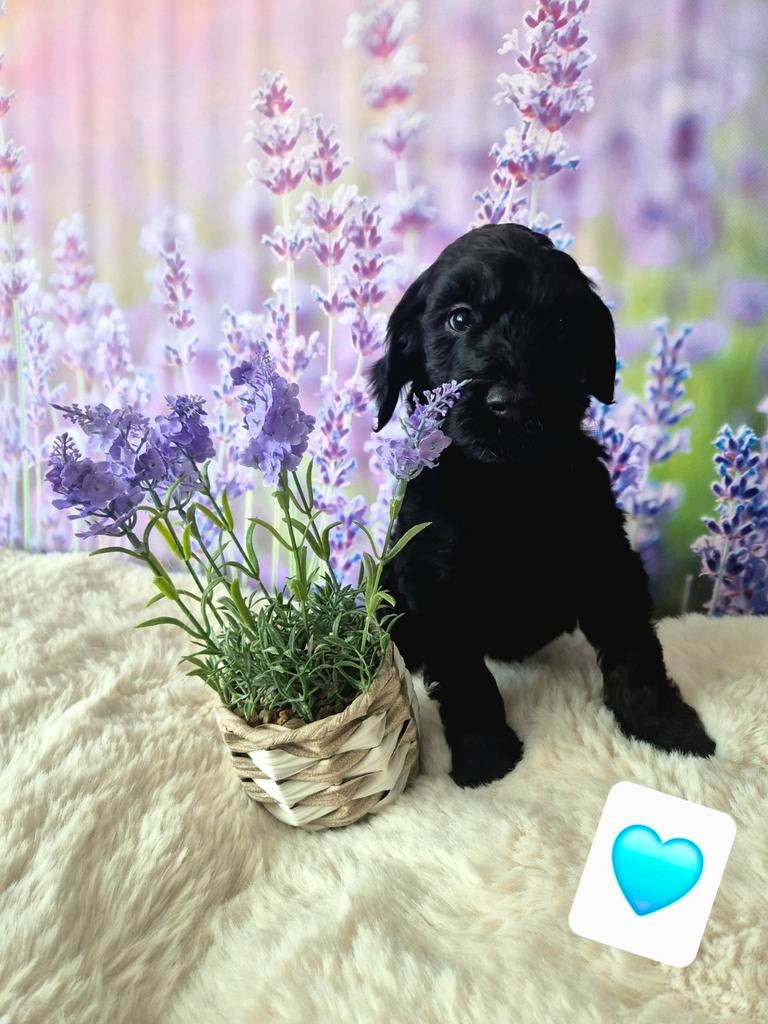 Laatste medium labradoodle pupje reu bijna 8 weken oud, Parvo, Overige rassen, 8 tot 15 weken, Meerdere