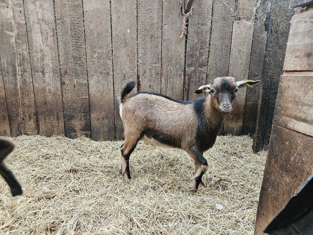 Dwerggeiten bokje hoornloos buckskin choco drager per14 nov, Dieren en Toebehoren, Mannelijk, Geit, 0 tot 2 jaar