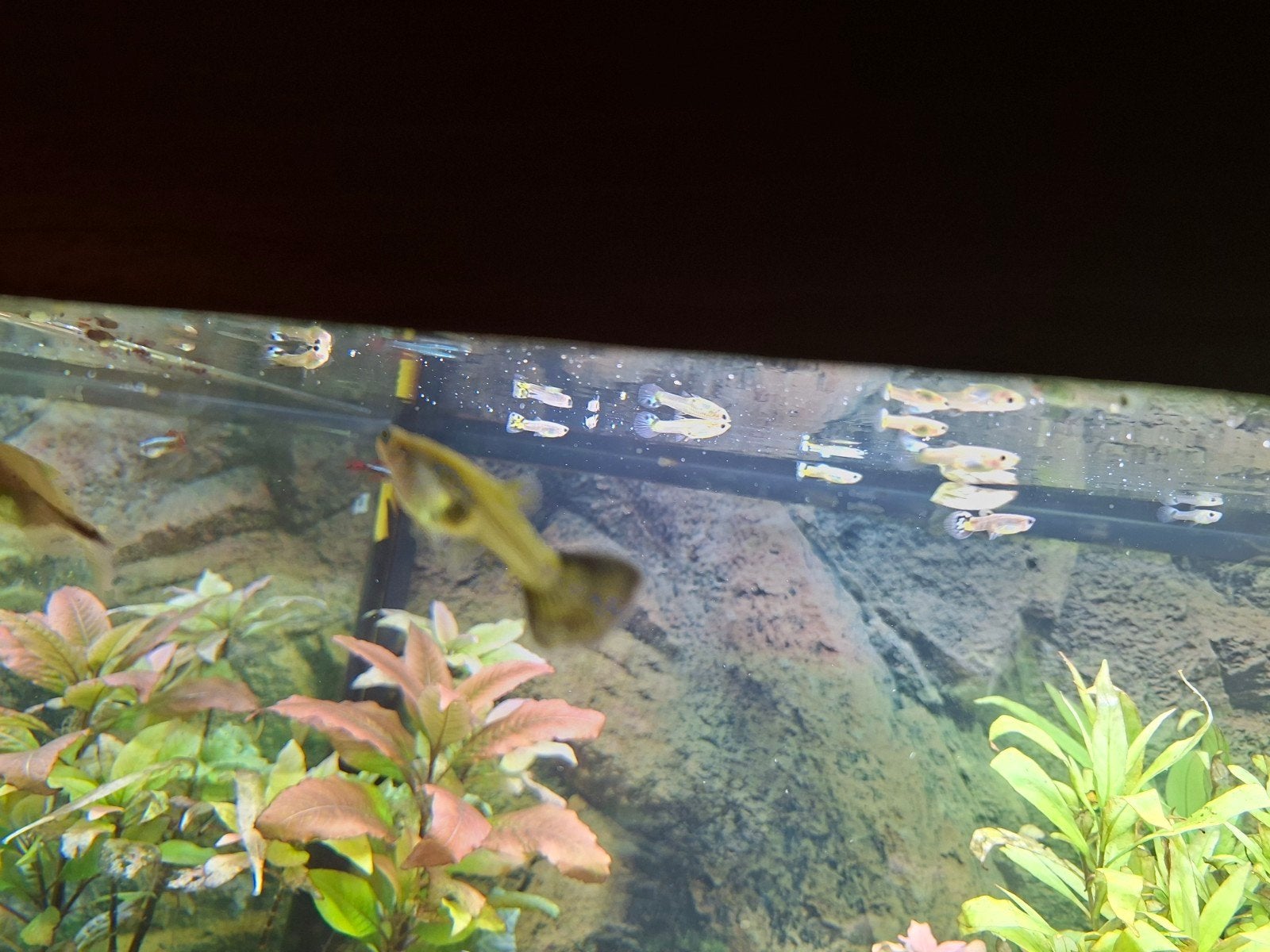 guppy vis vouwtjes, Dieren en Toebehoren, Vis