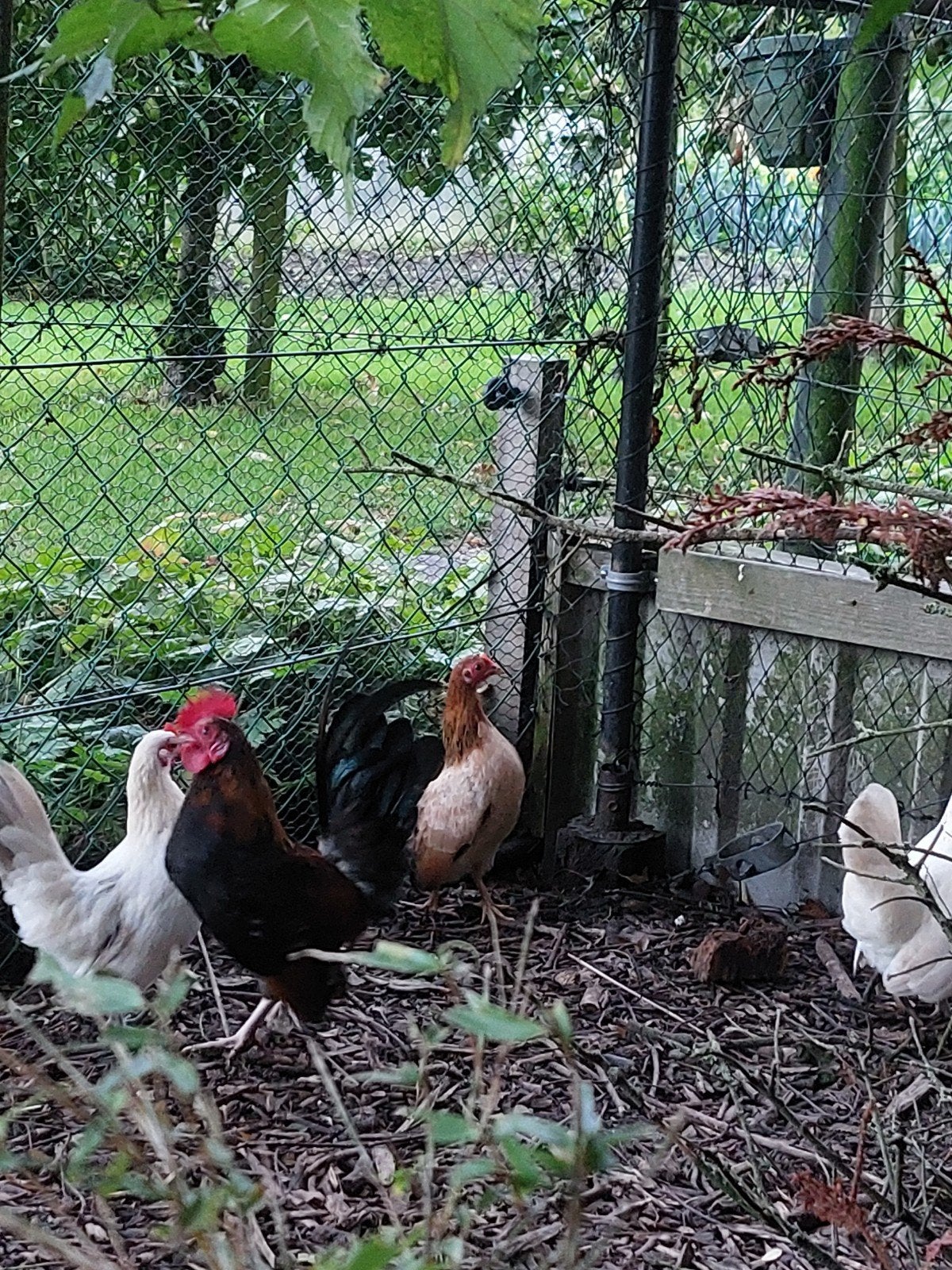 serama, Dieren en Toebehoren, Meerdere dieren, Kip
