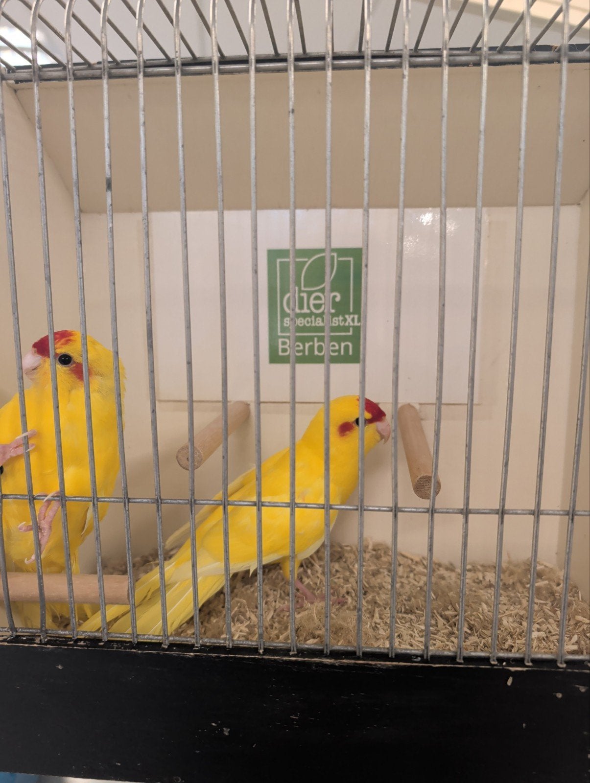 jonge kakarikie diverse kleuren al redelijk tam, Meerdere dieren, Parkiet, Tam