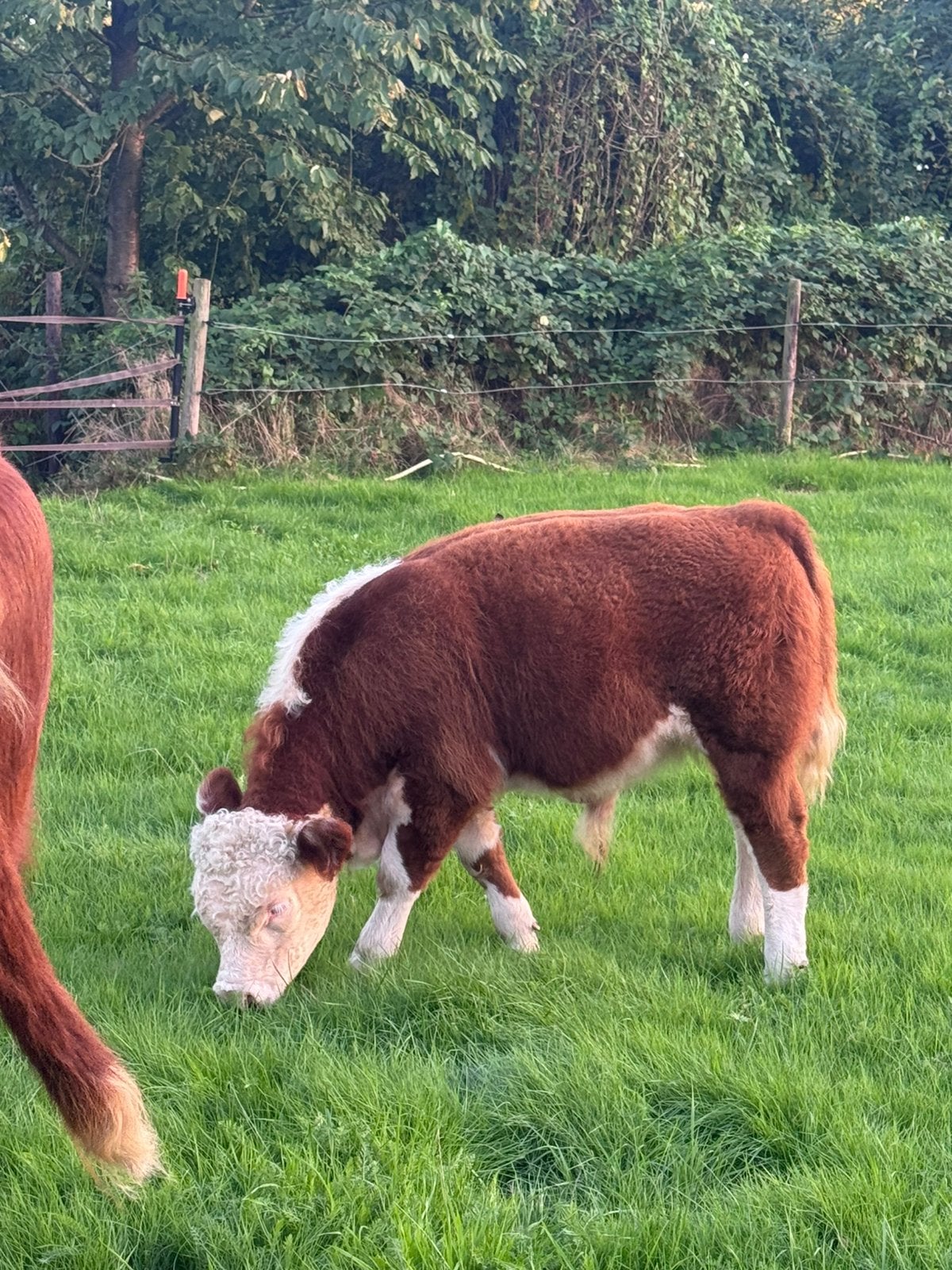 Mini Hereford stierkalfje, Dieren en Toebehoren, Mannelijk