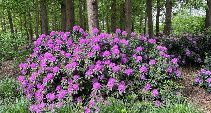 Prachtige Rhododendron met levendige paarse bloemen, Tuin en Terras, Vaste plant, Halfschaduw, Lente, Ophalen