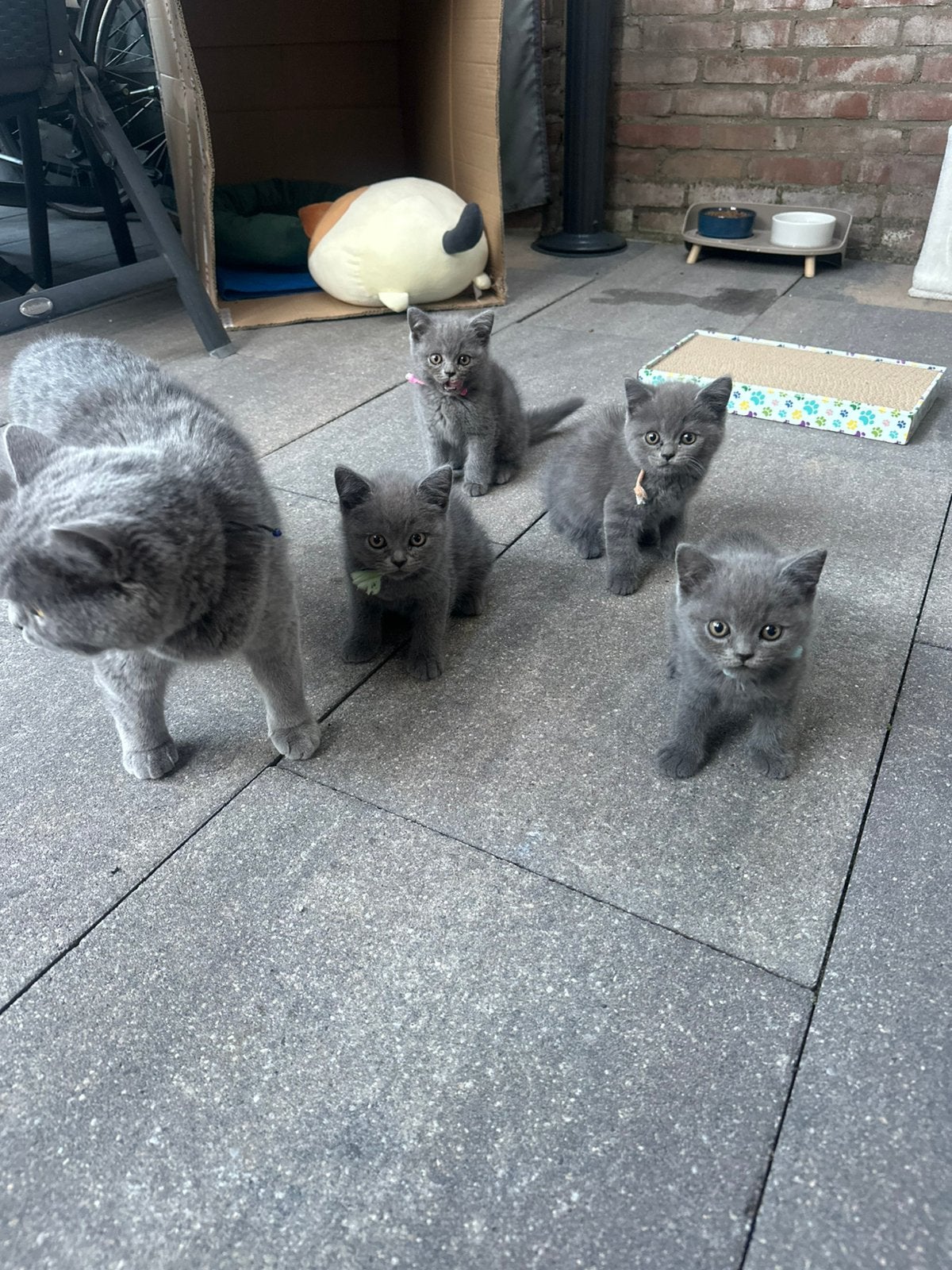 Britse korthaar kittens zoeken een nieuw huisje, Dieren en Toebehoren, Katten en Kittens | Raskatten | Korthaar, Meerdere dieren