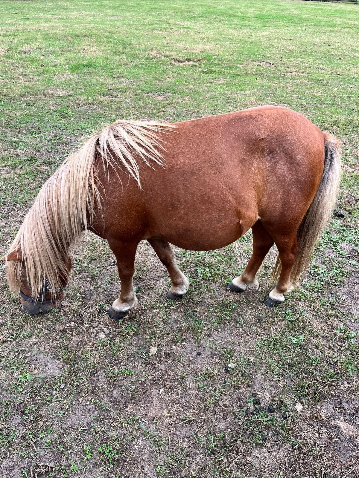 Pony drachtig, Dieren en Toebehoren, Pony's, Merrie, A pony (tot 1.17m)