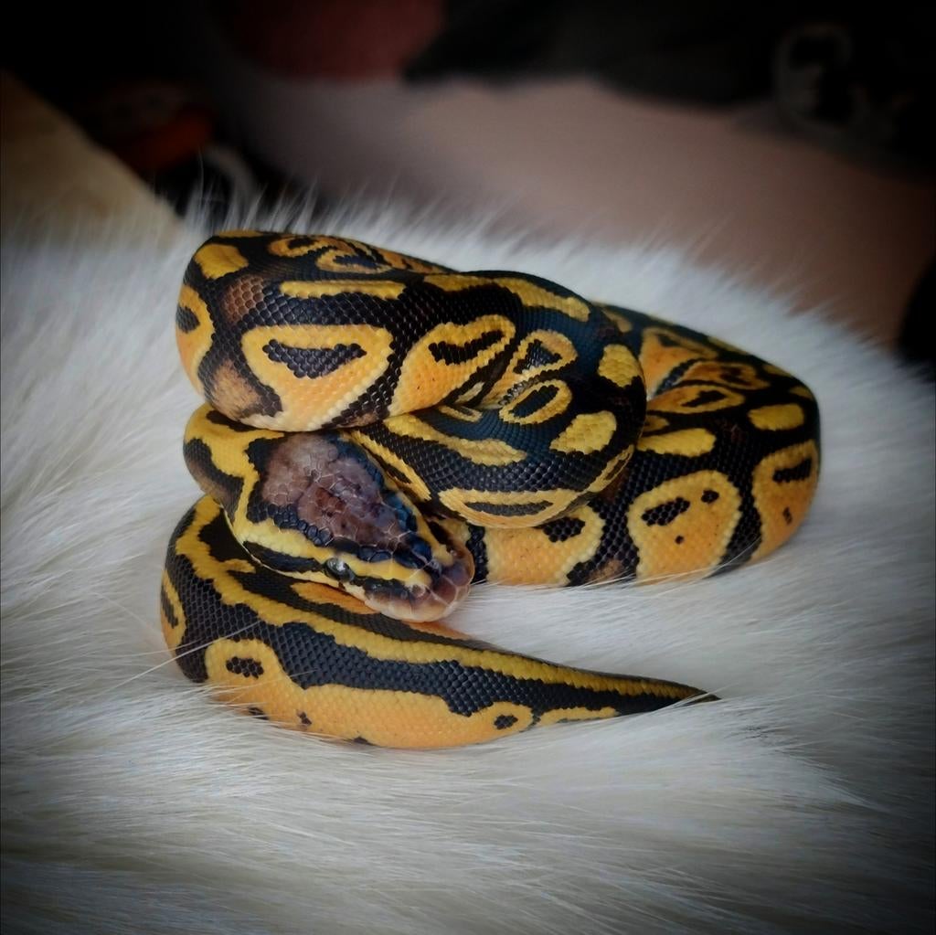Python regius pastel 100% het clown vrouwtje Ball Python - female for sale from Z0D18C