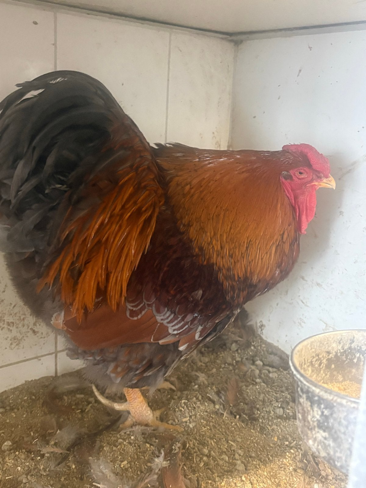 Wyandotte  groot goud blauw gezoomd, Dieren en Toebehoren, Pluimvee, Meerdere dieren, Kip