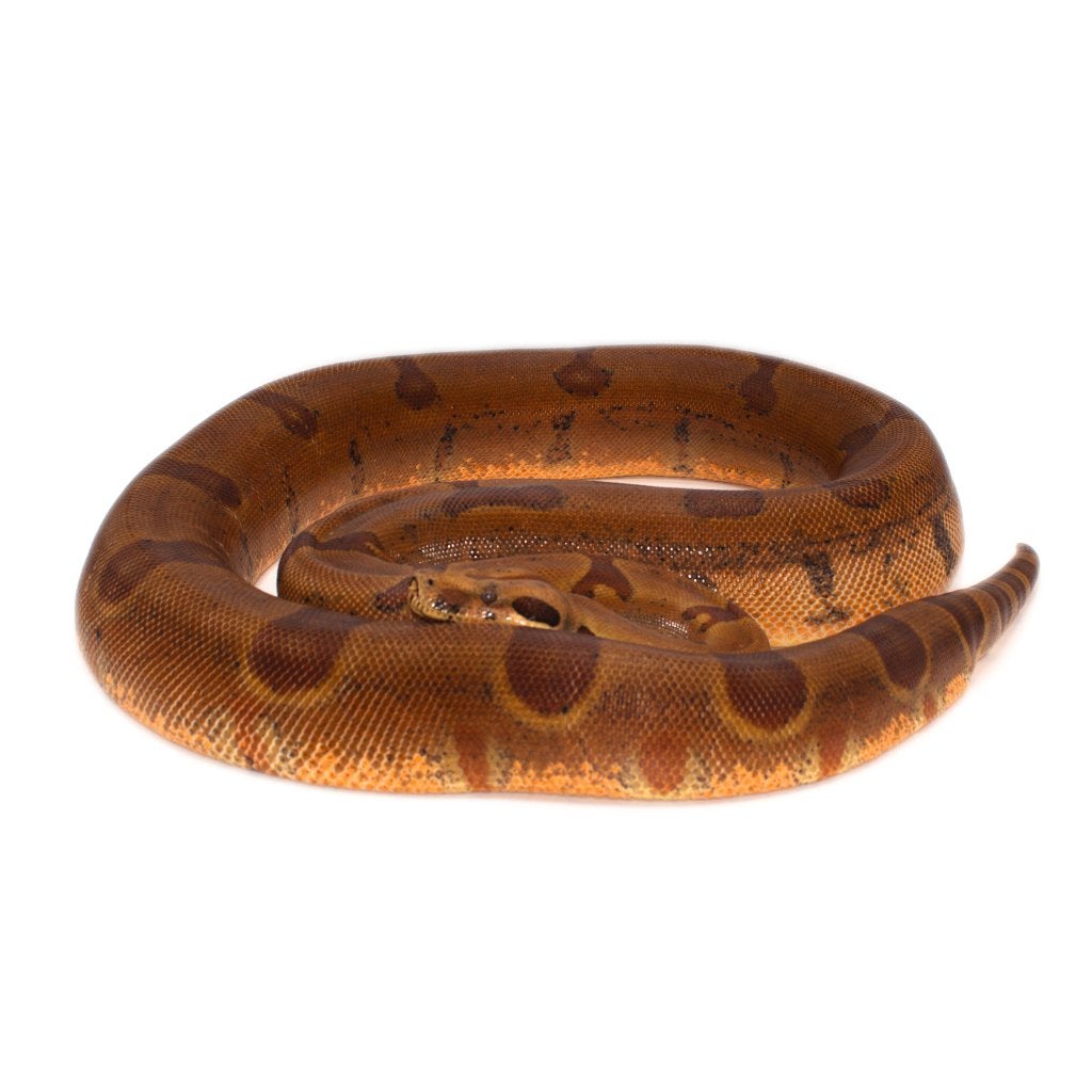 Boa Constrictor Imperator Litter 01 2025 Boa Constrictor photo 11
