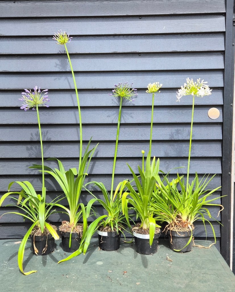 Afrikaanse lelie ''Agapanthus' Wit, en blauw, Ophalen, Overige soorten, Struik, Minder dan 100 cm
