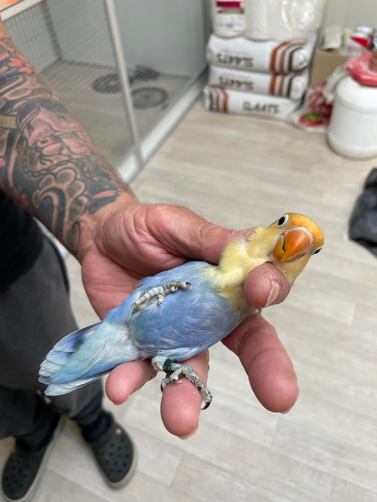 2 jongen Fischer argapornis yellow face opaline violet, Meerdere dieren, Dwergpapegaai of Agapornis, Tam